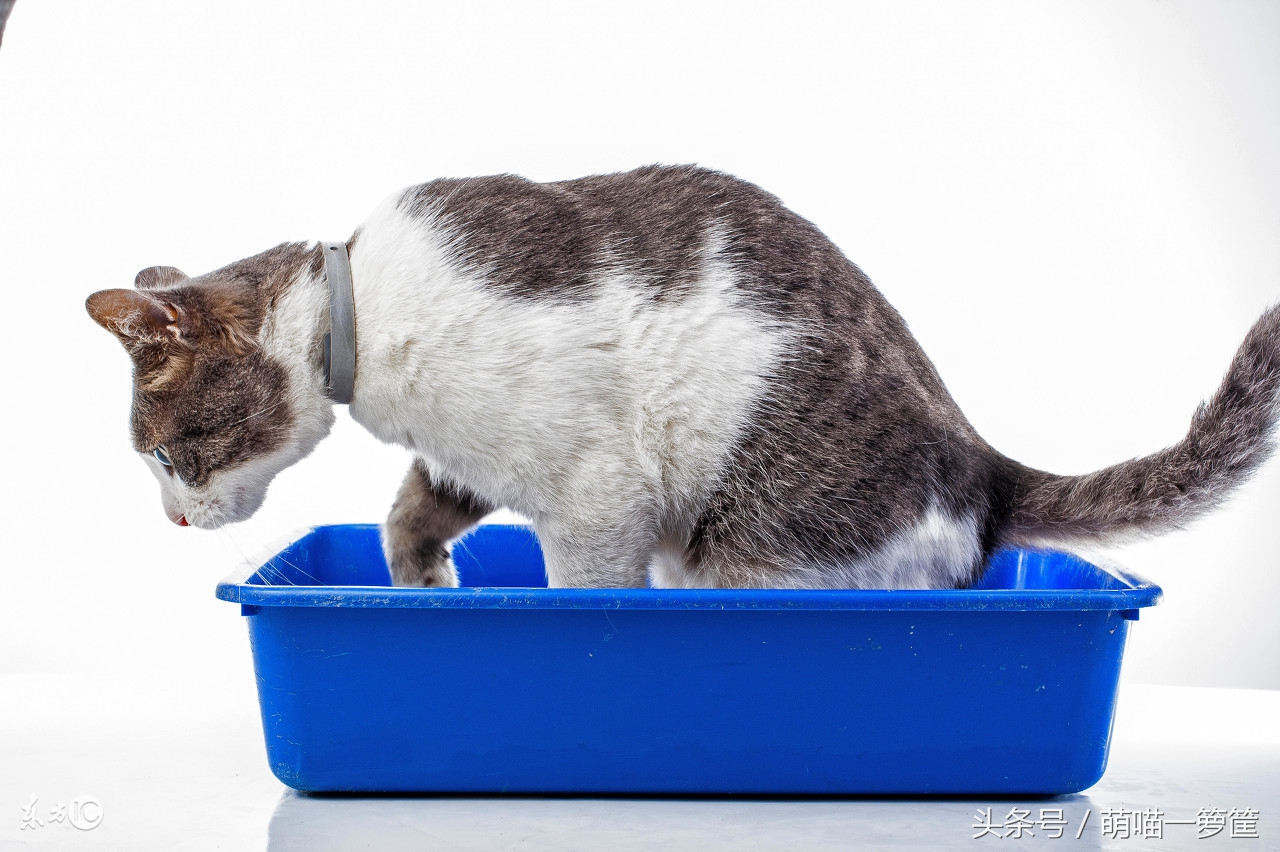 猫咪又拉又尿怎么办,猫咪绝育后还是总尿床屡教不改