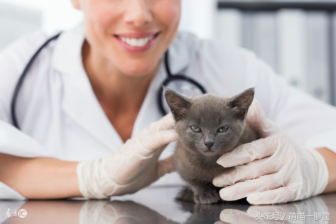 猫咪又拉又尿怎么办,猫咪绝育后还是总尿床屡教不改