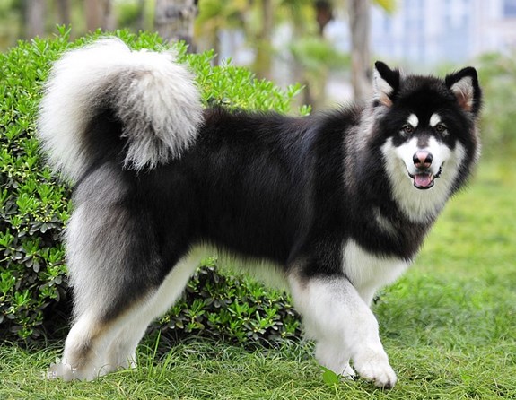 阿拉斯加雪橇犬的品种标准,阿拉斯加犬雪橇犬的品种简介