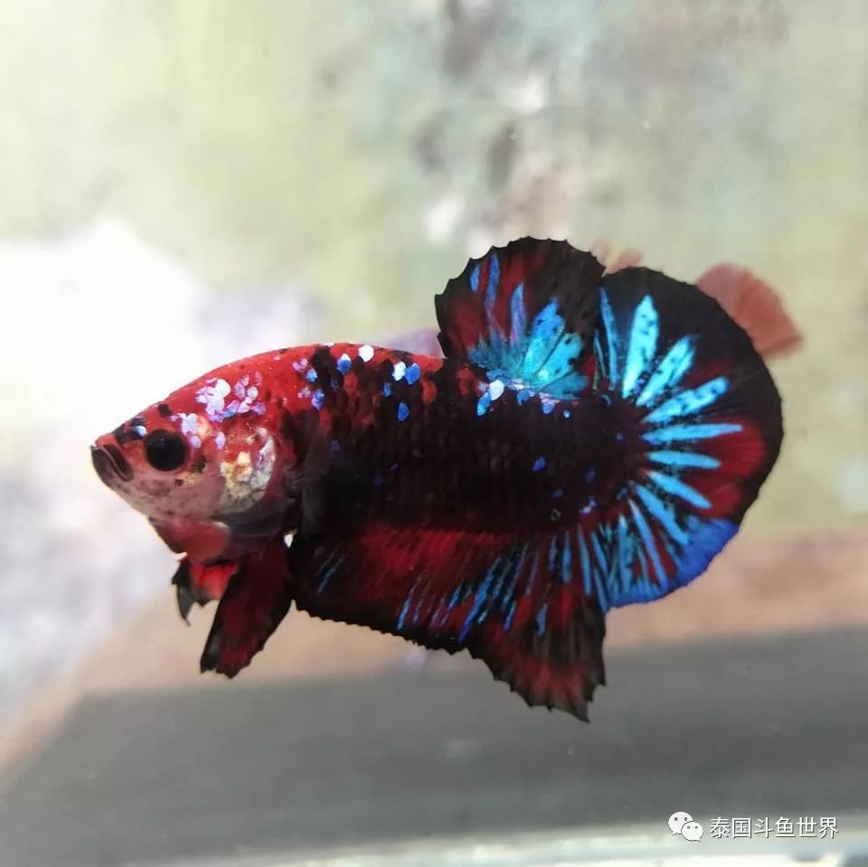 泰国斗鱼拍卖最新视频,泰国斗鱼拍卖直播现场