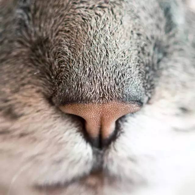 日本人有多恨猫（Excuseme？）