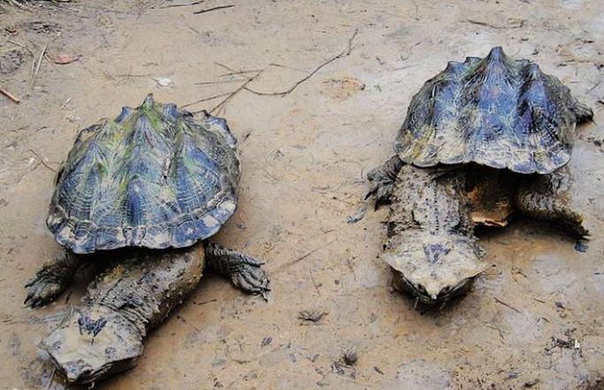 亚马逊绿森蚺电影,亚马逊沼泽巨型绿森蚺