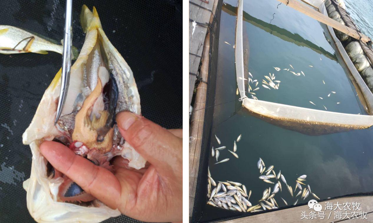 宁德大黄鱼白鳃病,大头鱼白嘴病怎么治疗最好