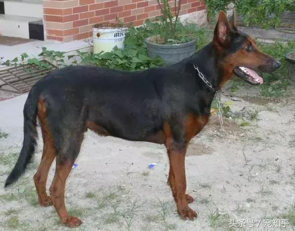 狼犬界少有匹敌的存在，中国莱州红，不得不说的事！