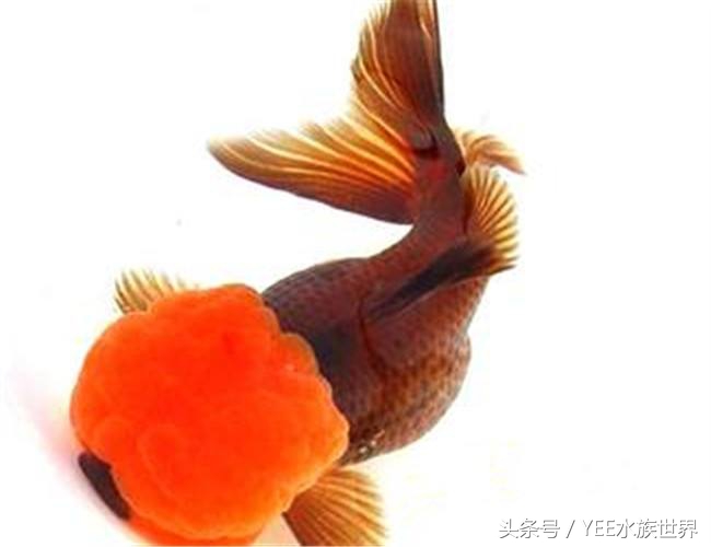 把金鱼的家变得全透明，它可能会永远离开我们
