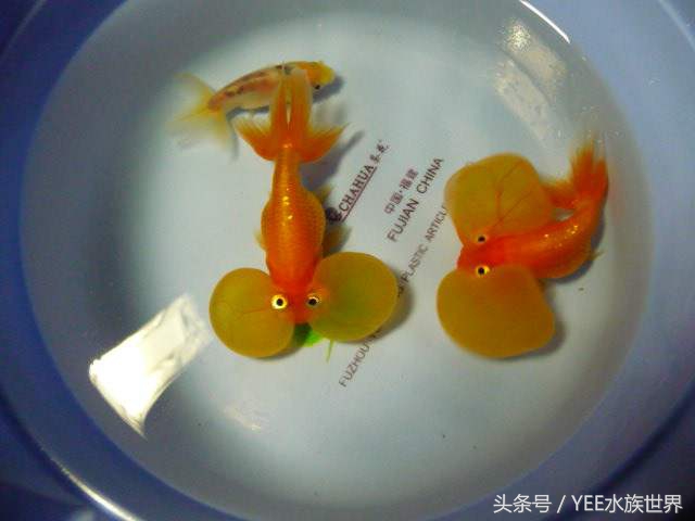 把金鱼的家变得全透明，它可能会永远离开我们