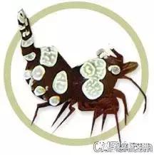 自己繁殖海水观赏虾,海水观赏虾最耐高温