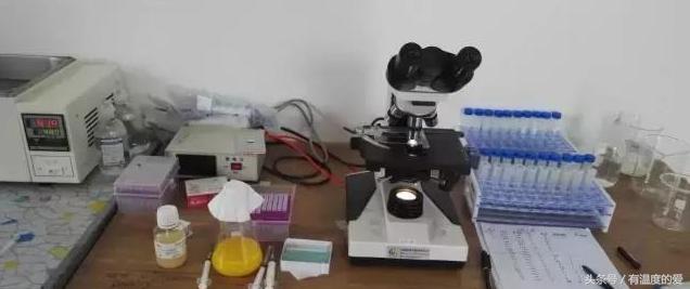 人工授精羊去哪里买,羊人工授精图文详解