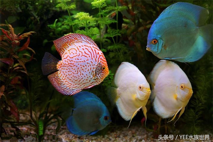 把金鱼的家变得全透明，它可能会永远离开我们