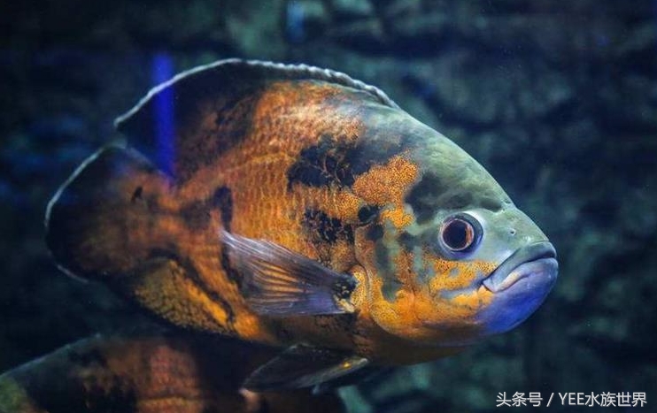 把金鱼的家变得全透明，它可能会永远离开我们