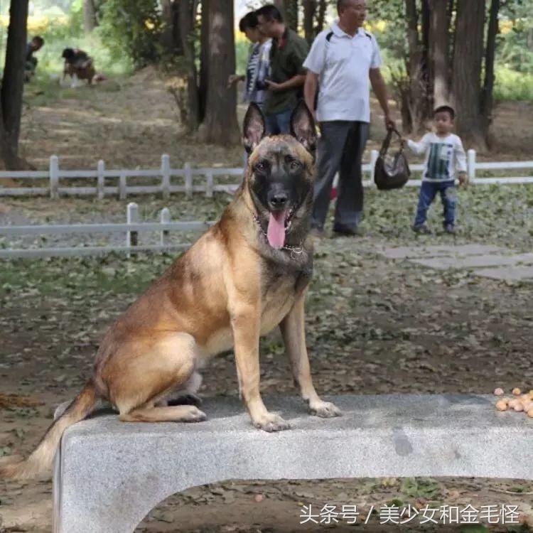 比利时马里努阿犬：拥有超强能力的黑面使者，“马犬”是也