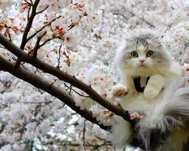 日本人有多恨猫（Excuseme？）