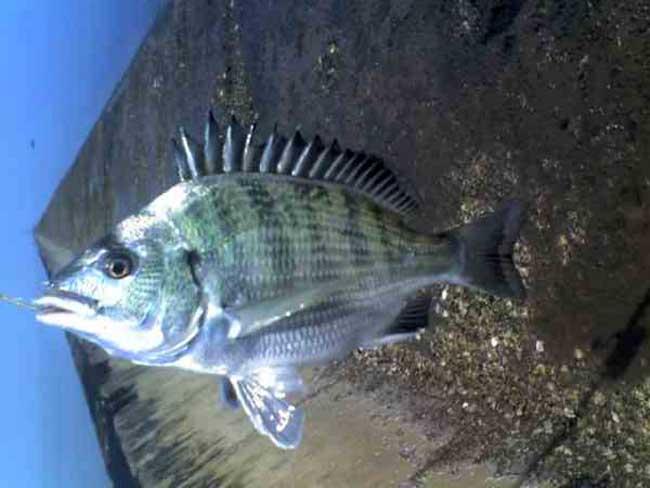 九种冬天也能钓的鱼,海边野钓有什么鱼好吃