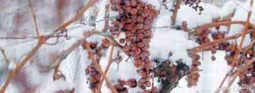 葡萄酒知识甜酒的四大种类,葡萄酒知识大全英文