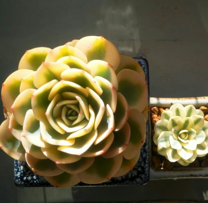 多肉出锦和缀化是什么意思,富士和玉蝶锦哪个好