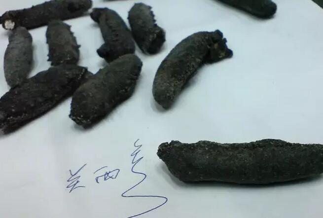 海参有上千种都是一样的吗,全世界海参有多少品种