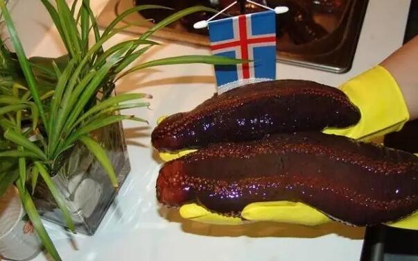 海参有上千种都是一样的吗,全世界海参有多少品种