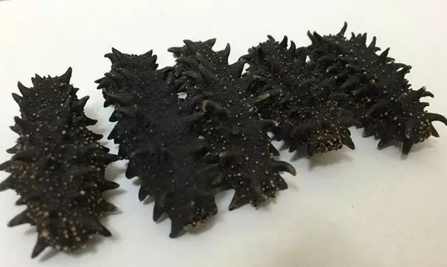 海参有上千种都是一样的吗,全世界海参有多少品种