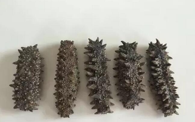 海参有上千种都是一样的吗,全世界海参有多少品种