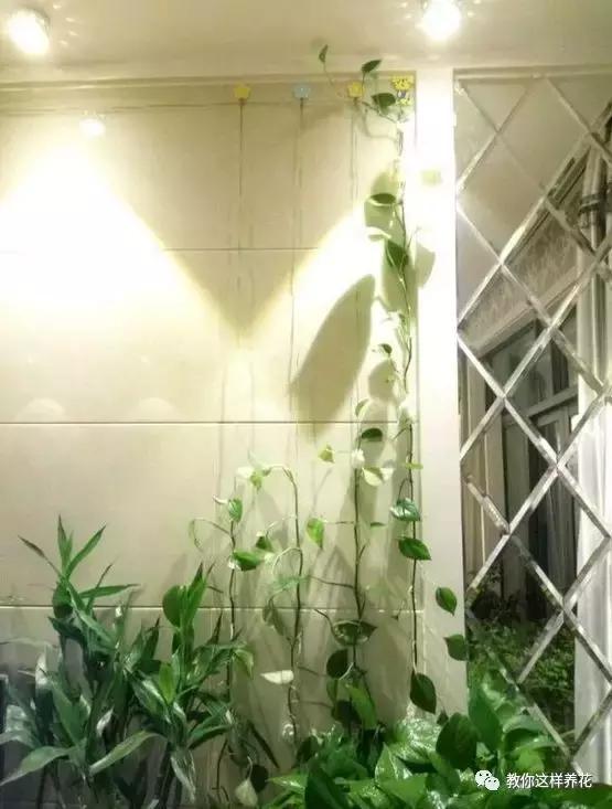绿萝扎根绳子的方法,绿萝绑棕柱上叶子能长大吗
