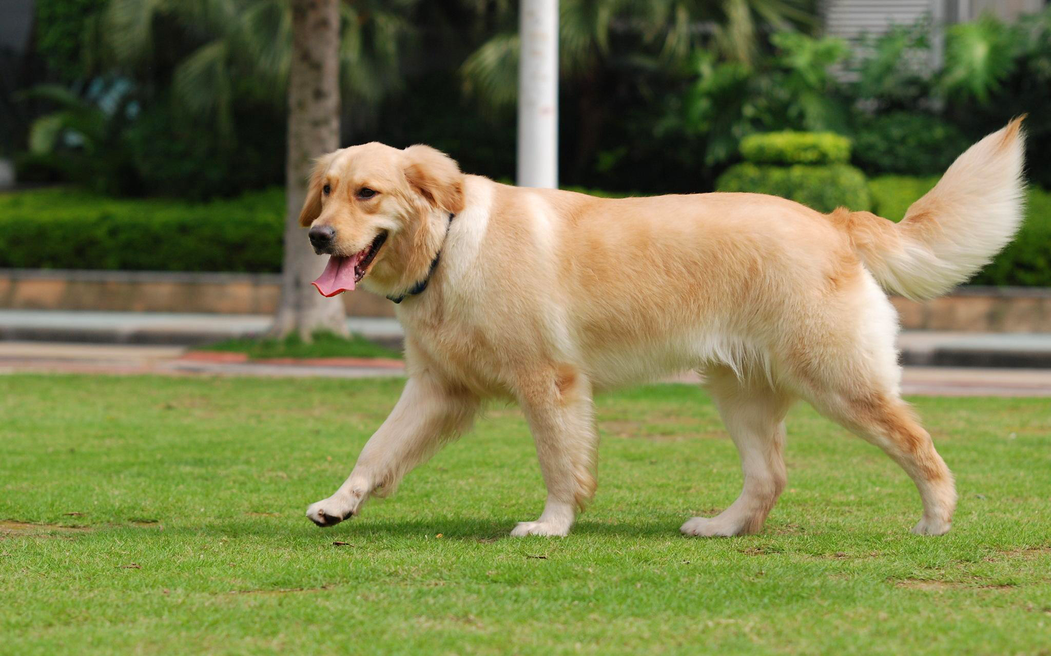 导致狗狗毛发粗糙的几大原因,狗狗毛发枯燥