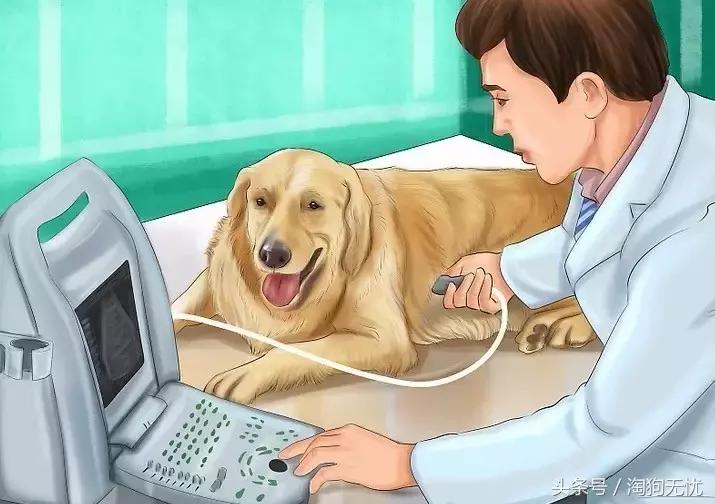 狗狗怀孕了你都不知道？先来领会狗狗怀孕知识吧！