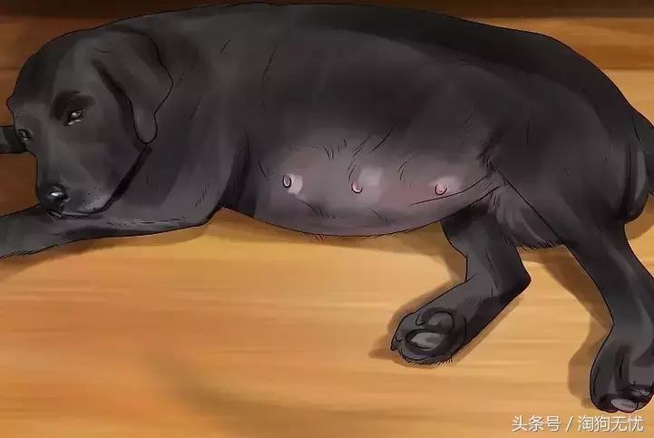 狗狗怀孕了你都不知道？先来领会狗狗怀孕知识吧！