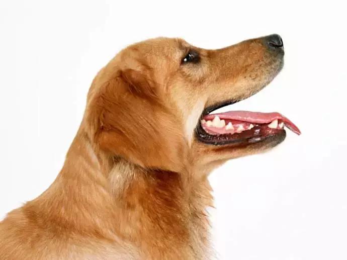 狗咬人狂犬病发作视频小孩,小狗咬伤小孩狂犬病致死