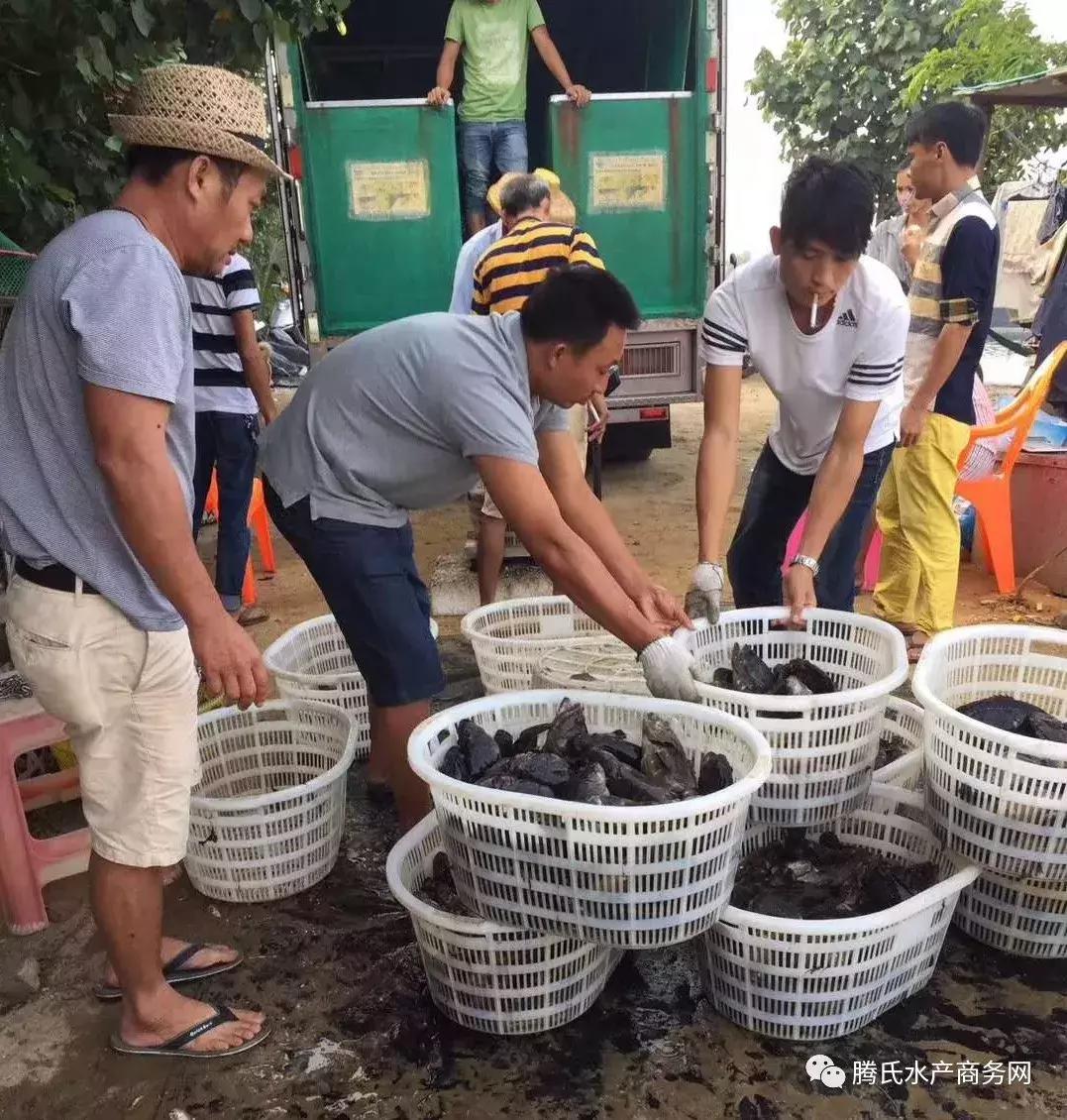 2023年后市石斑鱼走势,石斑鱼后市预测