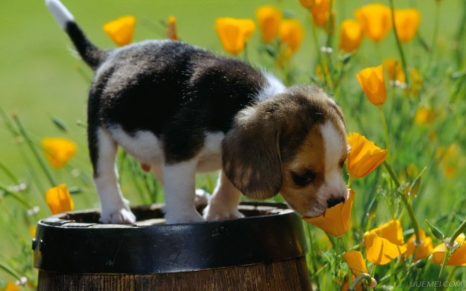 温顺的犬种比格犬,比格犬算是什么犬种