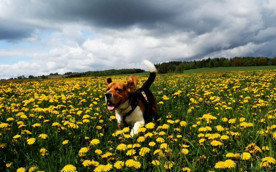 温顺的犬种比格犬,比格犬算是什么犬种