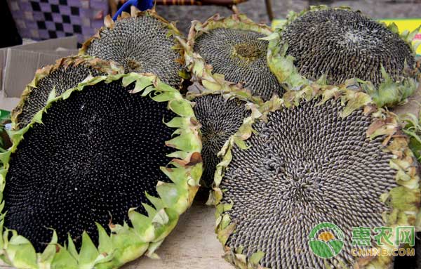 2022年3月中旬葵花价格上涨吗,内蒙古葵花价格最新行情