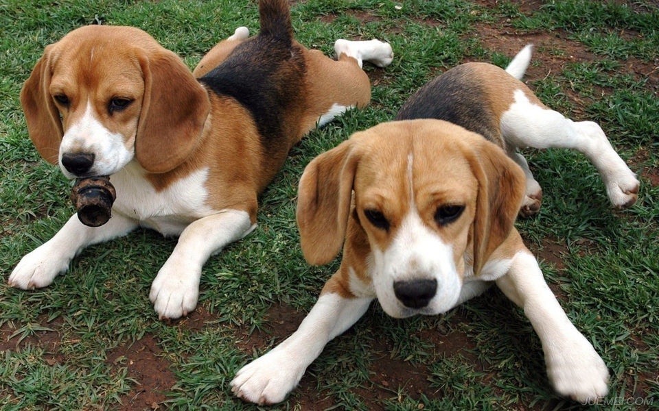 温顺的犬种比格犬,比格犬算是什么犬种