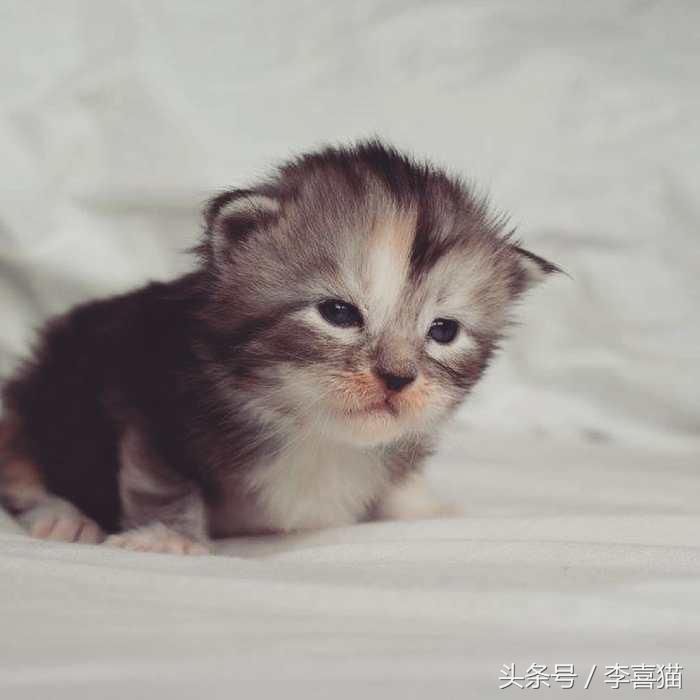 猫的外表特征,公的缅因猫有多帅