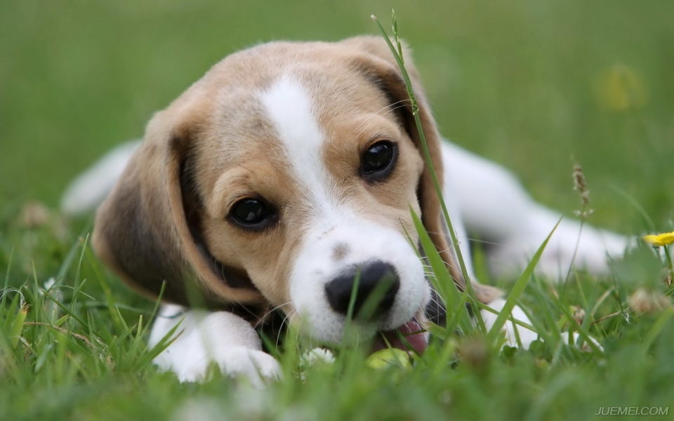 温顺的犬种比格犬,比格犬算是什么犬种