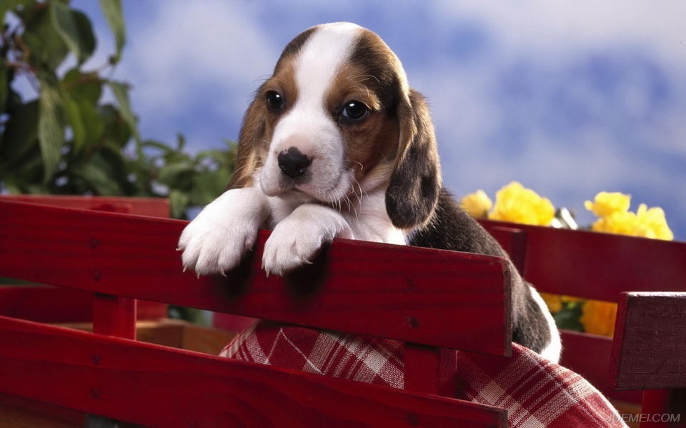 温顺的犬种比格犬,比格犬算是什么犬种