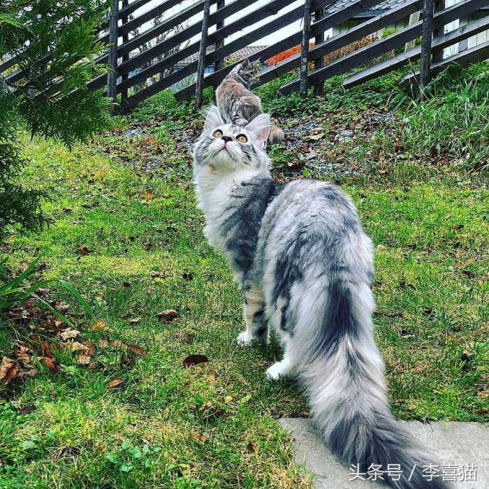 猫的外表特征,公的缅因猫有多帅