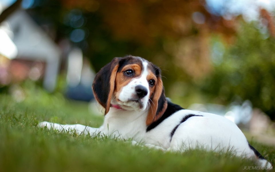 温顺的犬种比格犬,比格犬算是什么犬种