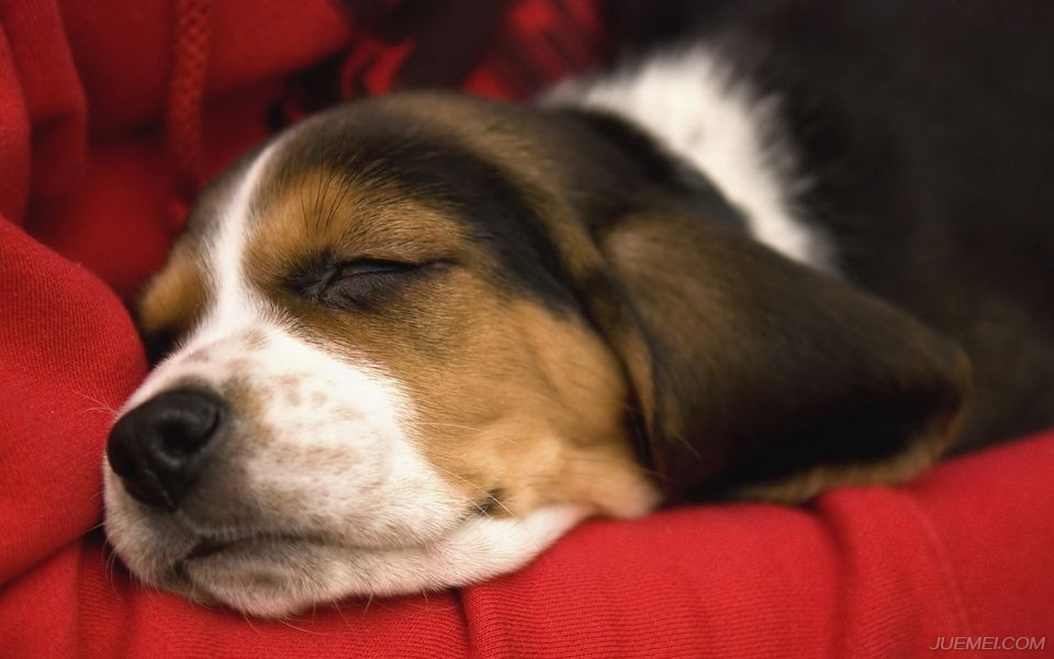 温顺的犬种比格犬,比格犬算是什么犬种