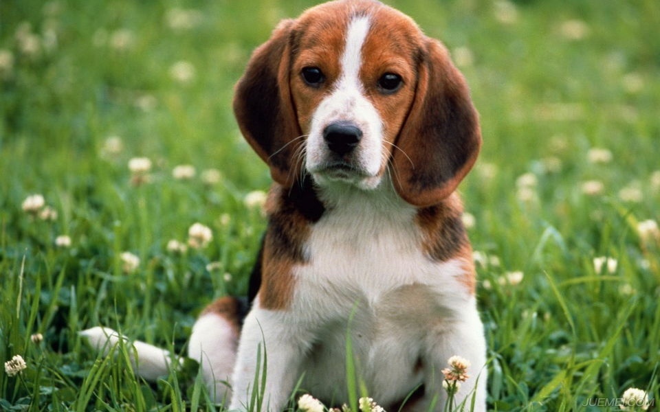 温顺的犬种比格犬,比格犬算是什么犬种