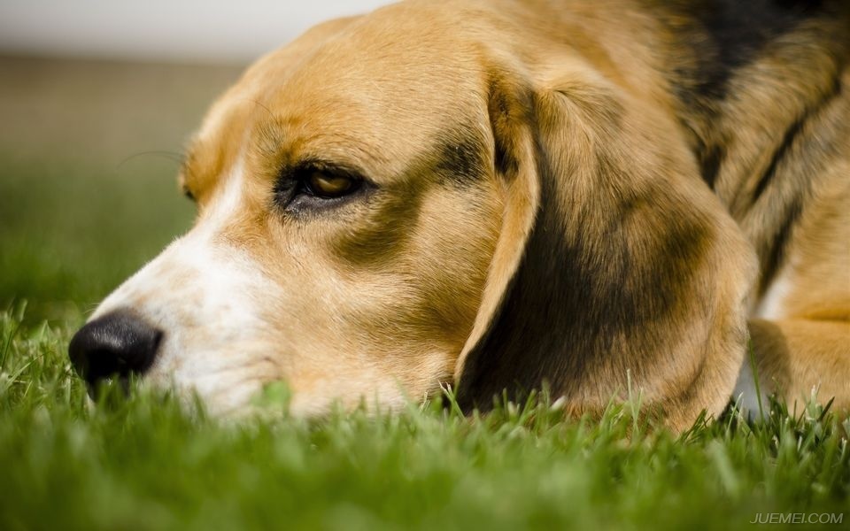 温顺的犬种比格犬,比格犬算是什么犬种