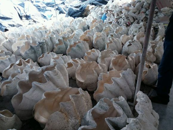 金丝砗磲为什么是佛教七宝之一,文玩的价值