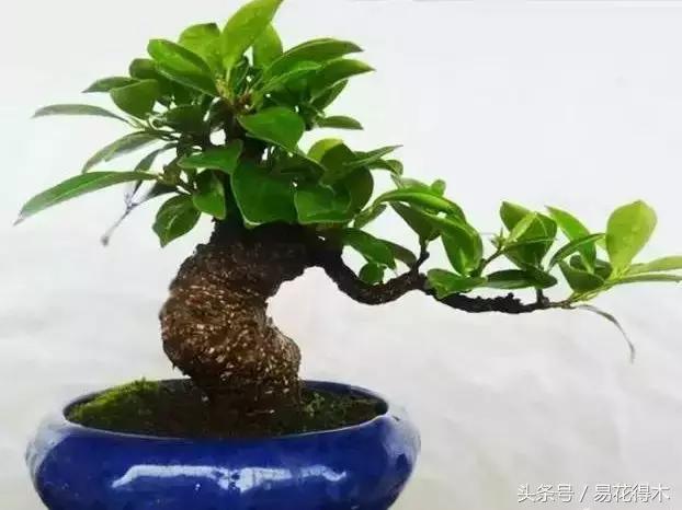 榕树掉叶是什么原因引起的,人参榕树掉叶怎么回事