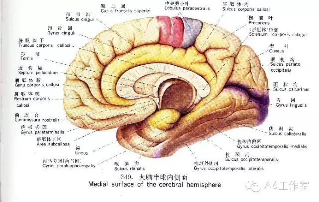 [干货]A6出品的《人伤速查手册收藏版》比莆田系医院靠谱多了