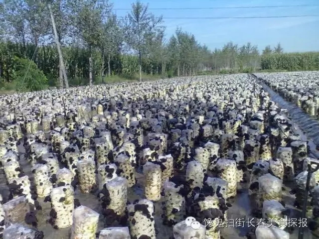 馋鬼的推荐|如何搞定木妹妹和松公子！这样的“山货”也是醉了