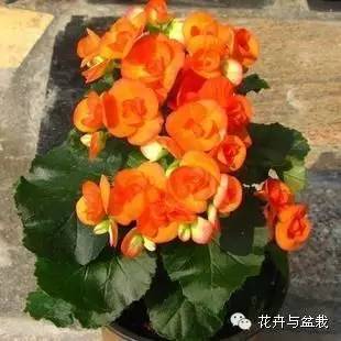 吸甲醛的绿植存放家里多久可扔掉,吸甲醛的绿植排名前十名绿萝