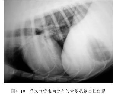 严重威胁狗狗生命的10大疾病（养宠必看）