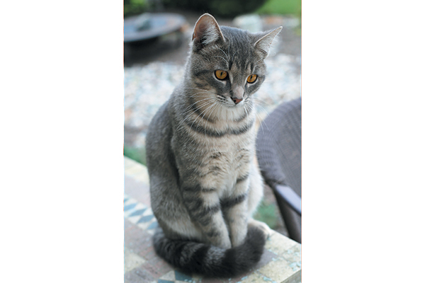 教你看懂猫的举止,如何读懂猫的叫声语言