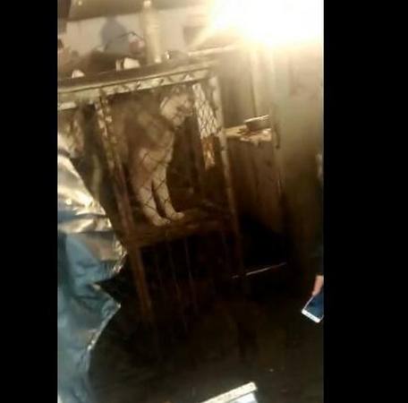 小哈士奇一般卖多少钱一只,哈士奇狗一般卖多少钱一只