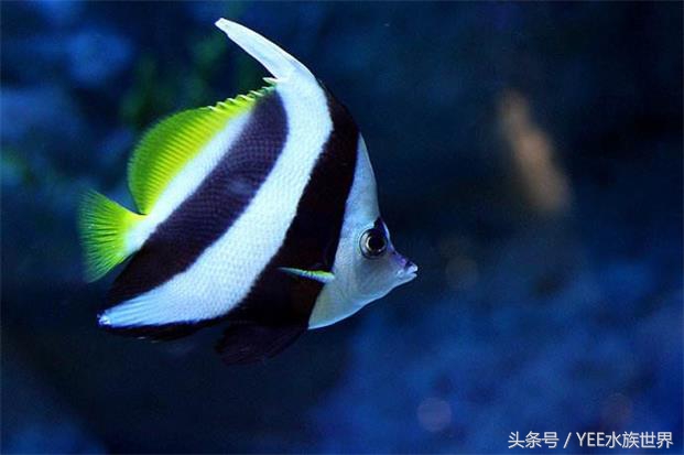 水温多少度适合硝化细菌繁殖,硝化细菌温度高繁殖得快还是慢